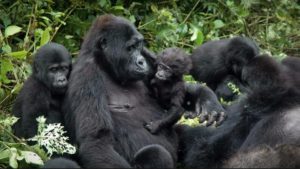 1 Day Gorilla trek Rwanda