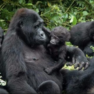 1 Day Gorilla trek Rwanda