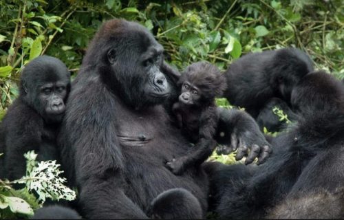 1 Day Gorilla trek Rwanda