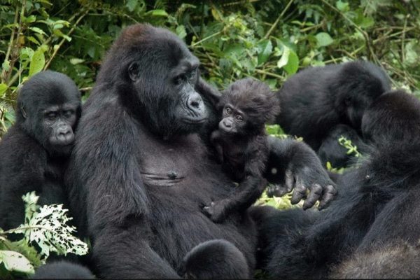 1 Day Gorilla trek Rwanda