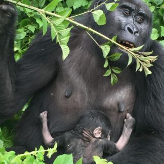 3 Days Gorilla Trekking Safari Bwindi & Batwa Experience