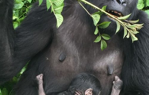 3 Days Gorilla Trekking Safari Bwindi & Batwa Experience