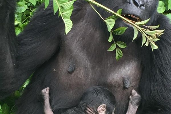 3 Days Gorilla Trekking Safari Bwindi & Batwa Experience