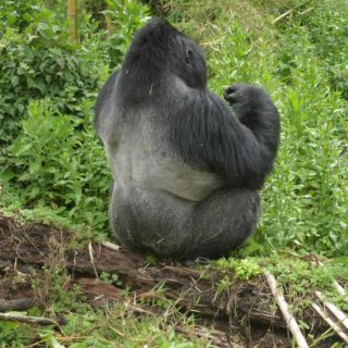 3 Days Gorilla trekking Rwanda Tours