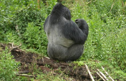 3 Days Gorilla trekking Rwanda Tours