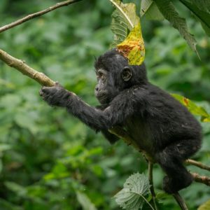 4 Days Double Uganda Gorilla Trekking Bwindi Impenetrable National Park