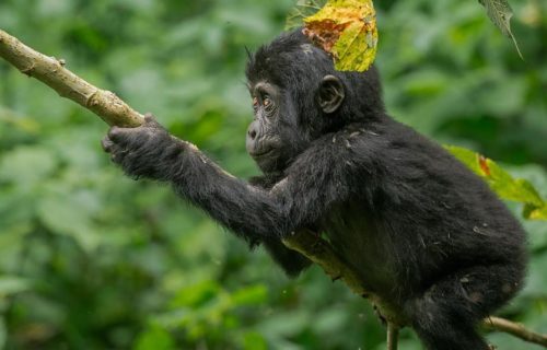 4 Days Double Uganda Gorilla Trekking Bwindi Impenetrable National Park