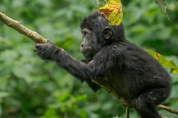 4 Days Double Uganda Gorilla Trekking Bwindi Impenetrable National Park