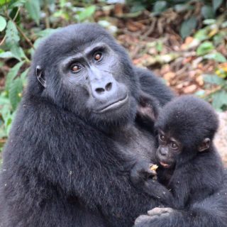4 Days Gorilla trekking Safari Uganda