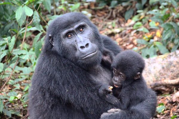 4 Days Gorilla trekking Safari Uganda