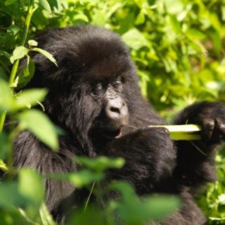 4 Days Rwanda Gorilla safari tours