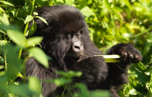 4 Days Rwanda Gorilla safari tours