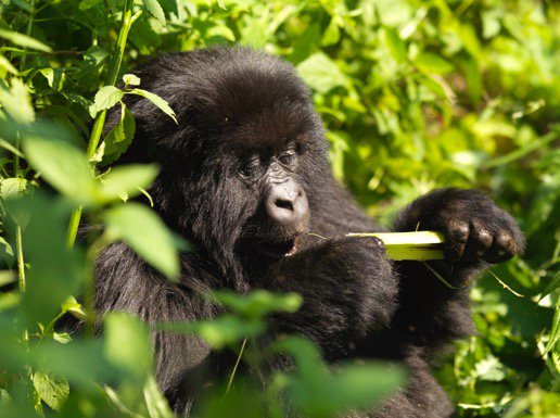 4 Days Rwanda Gorilla safari tours