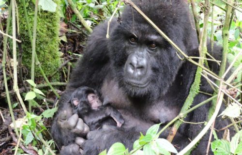 Budget Congo Gorilla Safari