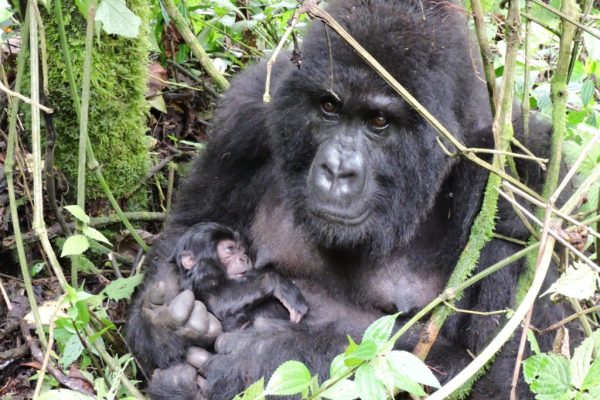 Budget Congo Gorilla Safari