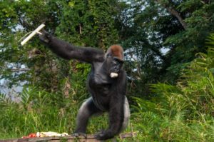 Congo Gorilla Tour