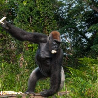 Congo Gorilla Tour