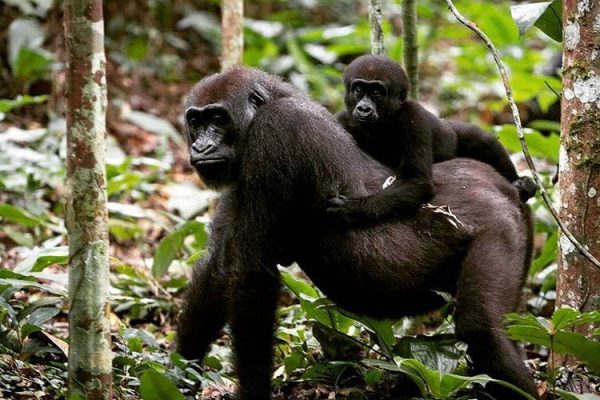 CONGO GORILLA TOURS