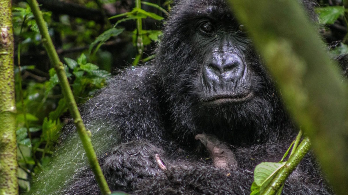 Congo Gorilla Tours Guided Congo Gorilla Trekking Safaris