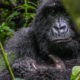 Congo Gorilla Tours Guided Congo Gorilla Trekking Safaris