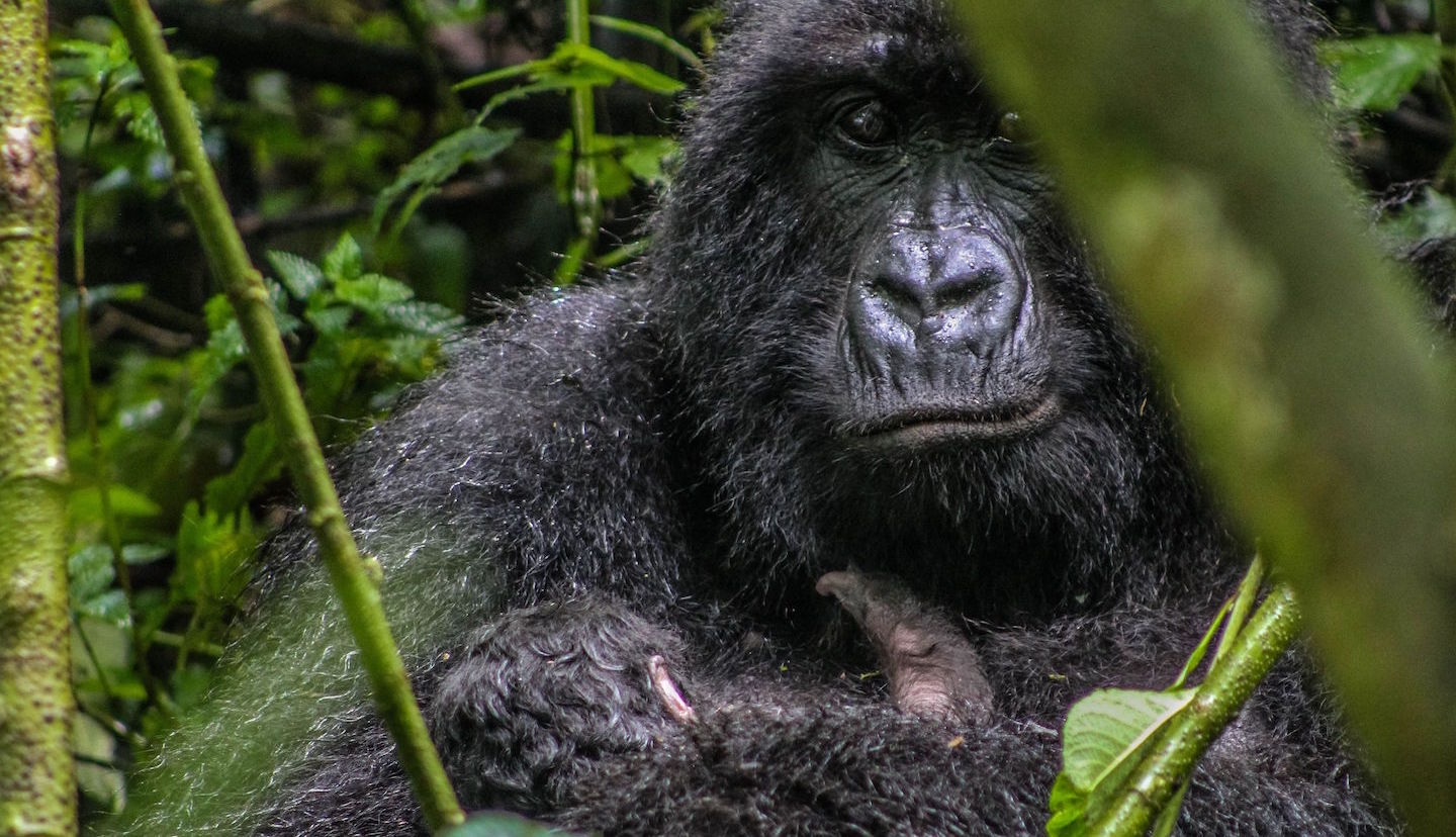 2024 Guide Congo Gorilla Trekking in Virunga & KahuziBiéga