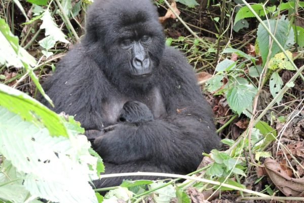 Congo Luxury Gorilla Tours