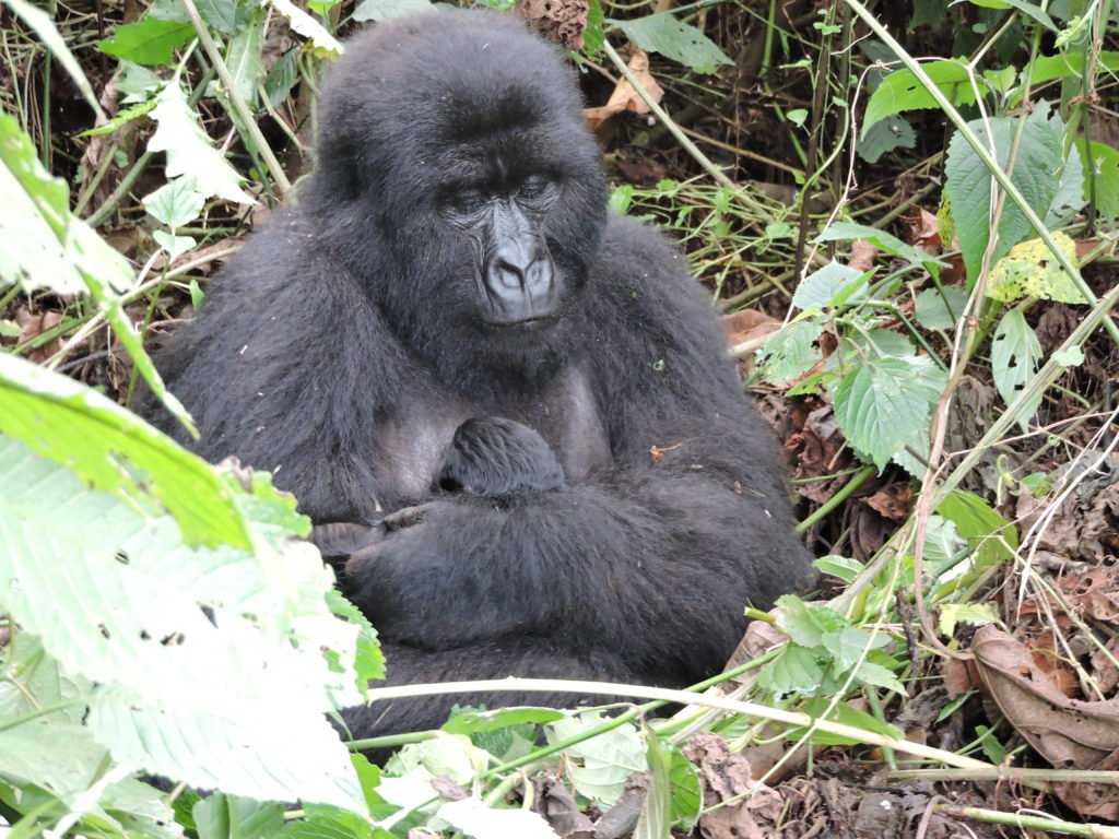 Remarkable Luxury Congo Gorilla Trekking Safaris