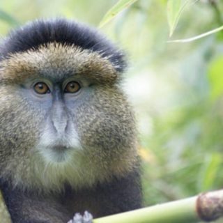 Golden monkey trekking tour