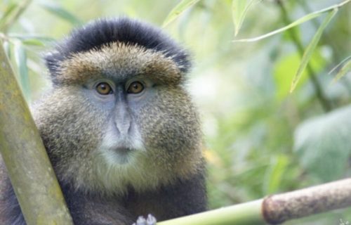 Golden monkey trekking tour