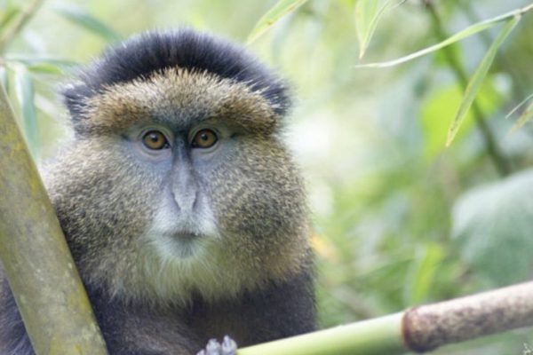 Golden monkey trekking tour