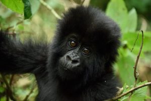 2 Day Gorilla Trek Rwanda