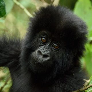 2 Day Gorilla Trek Rwanda