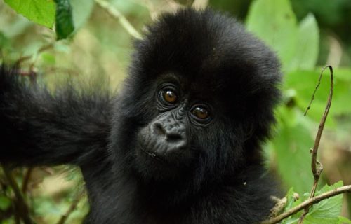 2 Day Gorilla Trek Rwanda