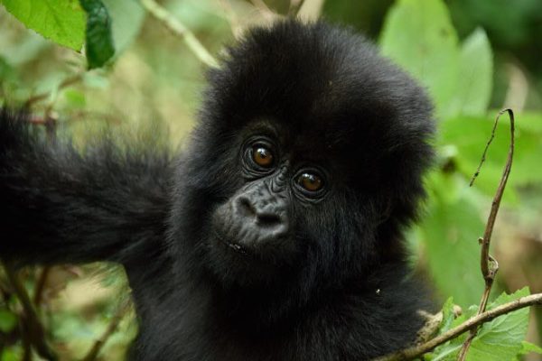 2 Day Gorilla Trek Rwanda