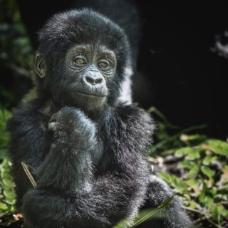 Gorilla Trekking Blog