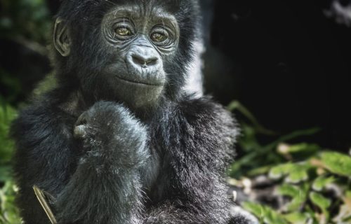 Gorilla Trekking Blog