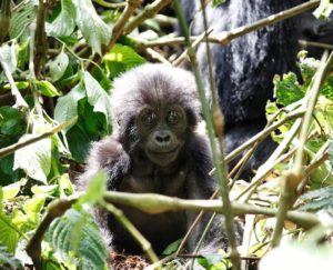 3 Days Gorilla Trekking Safari Bwindi Uganda