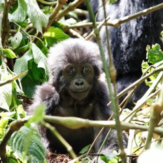 3 Days Gorilla Trekking Safari Bwindi Uganda