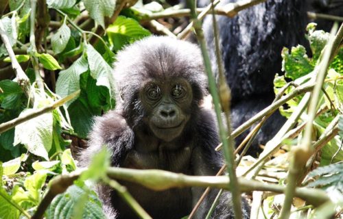 3 Days Gorilla Trekking Safari Bwindi Uganda