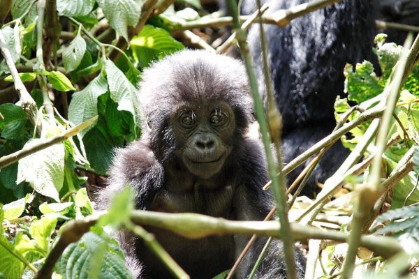 3 Days Gorilla Trekking Safari Bwindi Uganda 3 Days Gorilla Trekking Safari Bwindi Uganda