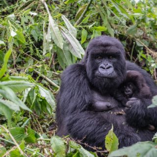 Gorilla Trekking Tours in Rwanda