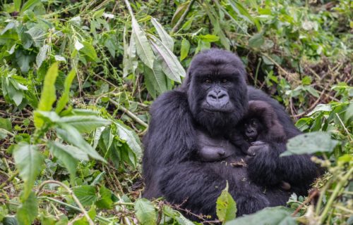 Gorilla Trekking Tours in Rwanda