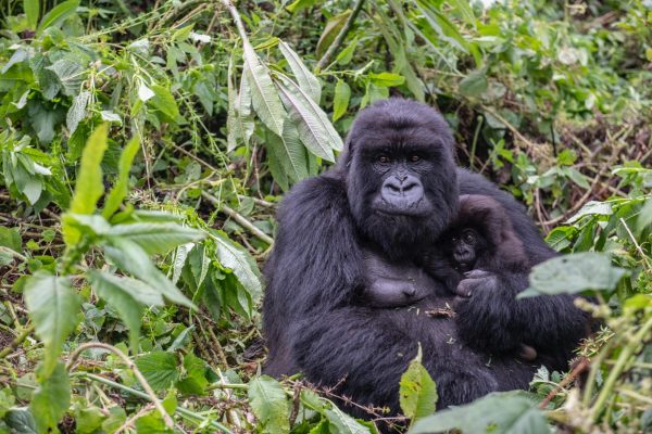 Gorilla Trekking Tours in Rwanda