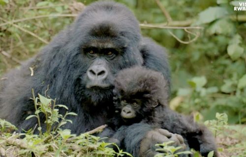 Gorilla tours in Rwanda