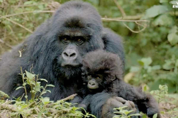 Gorilla tours in Rwanda