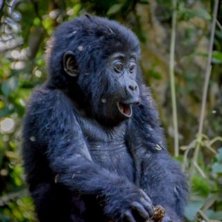 UGANDA GORILLA TREKKING HOLIDAYS TOURS UGANDA GORILLA TREKKING HOLIDAYS TOURS