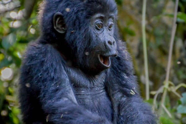 UGANDA GORILLA TREKKING HOLIDAYS TOURS