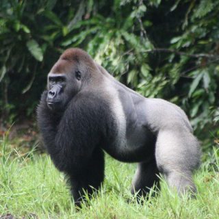 LONG CONGO GORILLA TOURS