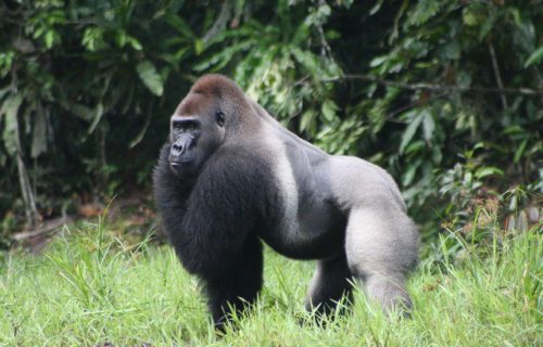 LONG CONGO GORILLA TOURS