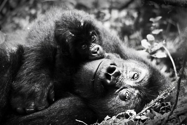 LUXURY CONGO GORILLA TOURS SAFARIS